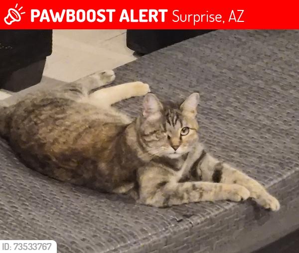Lost Female Cat last seen Peoria ave & 175th ave, Surprise, AZ 85388