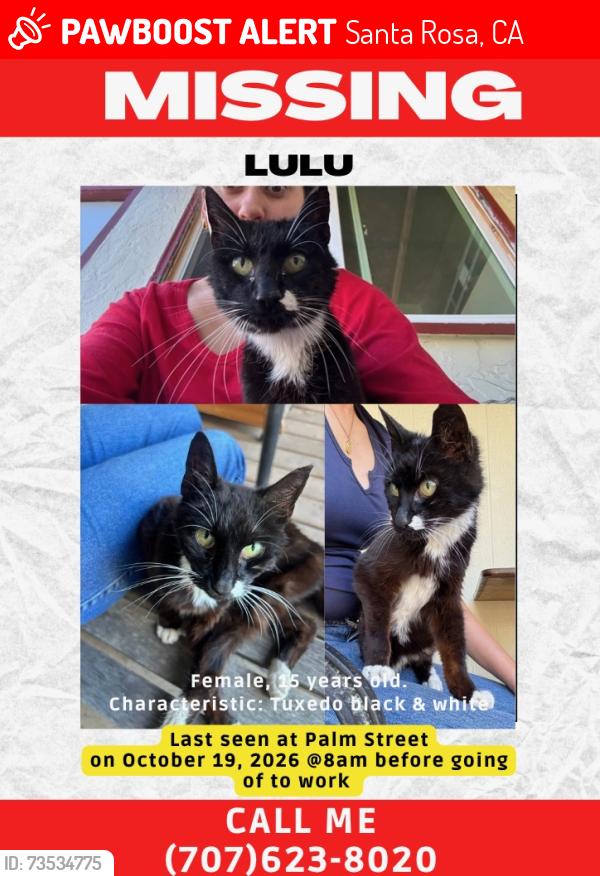 Lost Female Cat last seen Santa Rosa Avenue, Santa Rosa, CA 95404