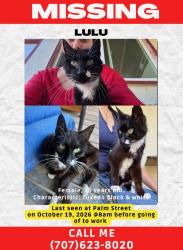 Lost Female Cat last seen Santa Rosa Avenue, Santa Rosa, CA 95404