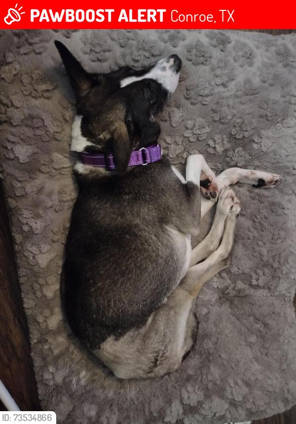 Lost Female Dog last seen 1st street, Conroe, TX 77301