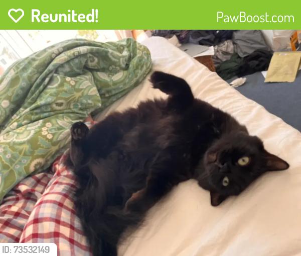 Reunited Male Cat last seen Avignon Road, Greater London, England 