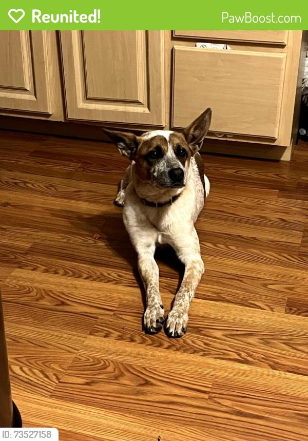 Reunited Male Dog last seen 67th ave and happy valley, Phoenix, AZ 85083