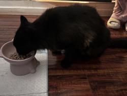 Reunited Male Cat last seen Brookvale elementary, Fremont, CA 94536