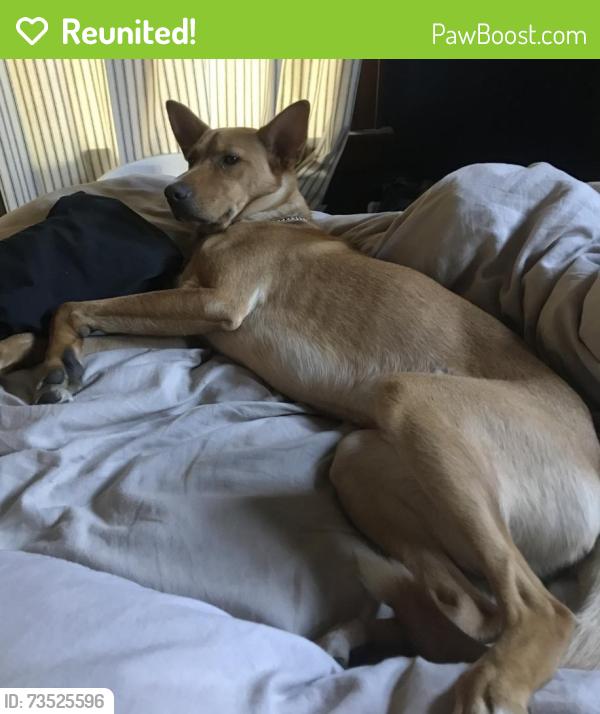 Reunited Male Dog last seen Veteran Parkway Memorial, Green Bay, WI 54303