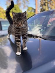 Lost Male Cat last seen E 48th Ave and Ponderosa DR, Spokane Valley, WA 99206