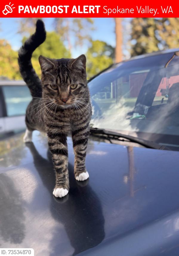 Lost Male Cat last seen E 48th Ave and Ponderosa DR, Spokane Valley, WA 99206