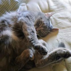 Reunited Female Cat last seen Cedar bluff, Knoxville, TN 37923