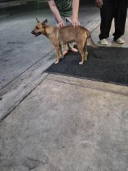 Found/Stray Male Dog last seen Near n bryant blvd, San Angelo, TX 76903