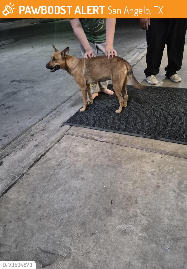 Found/Stray Male Dog last seen Near n bryant blvd, San Angelo, TX 76903
