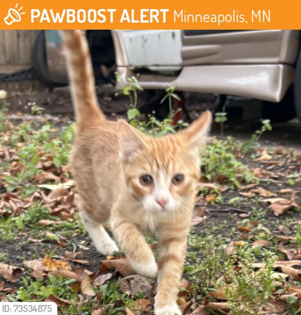 Found/Stray Male Cat last seen 37th and clinton, Minneapolis, MN 55409