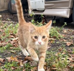 Found/Stray Male Cat last seen 37th and clinton, Minneapolis, MN 55409