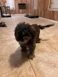Found/Stray Female Dog last seen Wydewood states, Midland, TX 79707