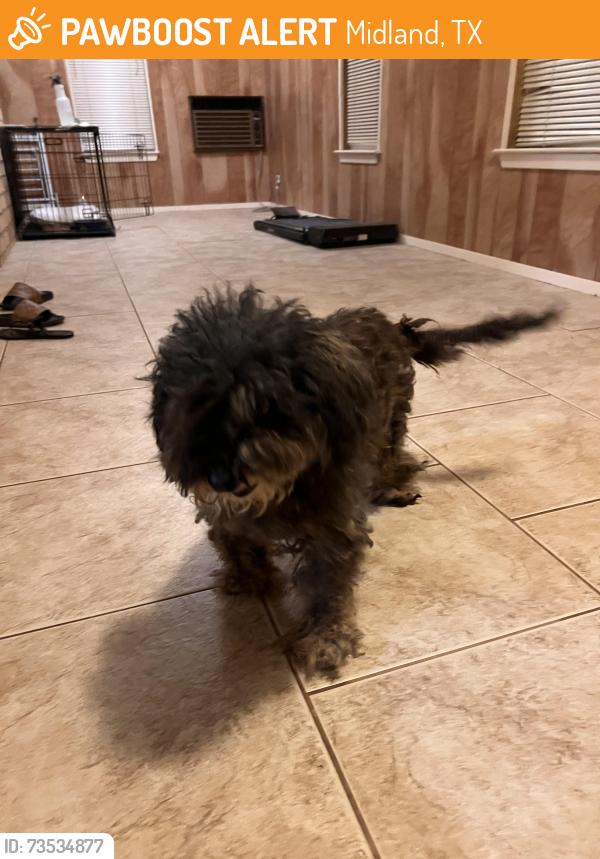 Found/Stray Female Dog last seen Wydewood states, Midland, TX 79707