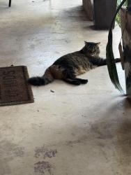Reunited Male Cat last seen Near Heimer Rd, San Antonio, TX 78232