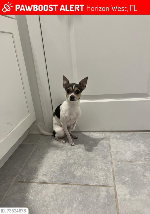 Lost Female Dog last seen Colbury avenue, Horizon West, FL 34786