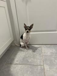 Lost Female Dog last seen Colbury avenue, Horizon West, FL 34786