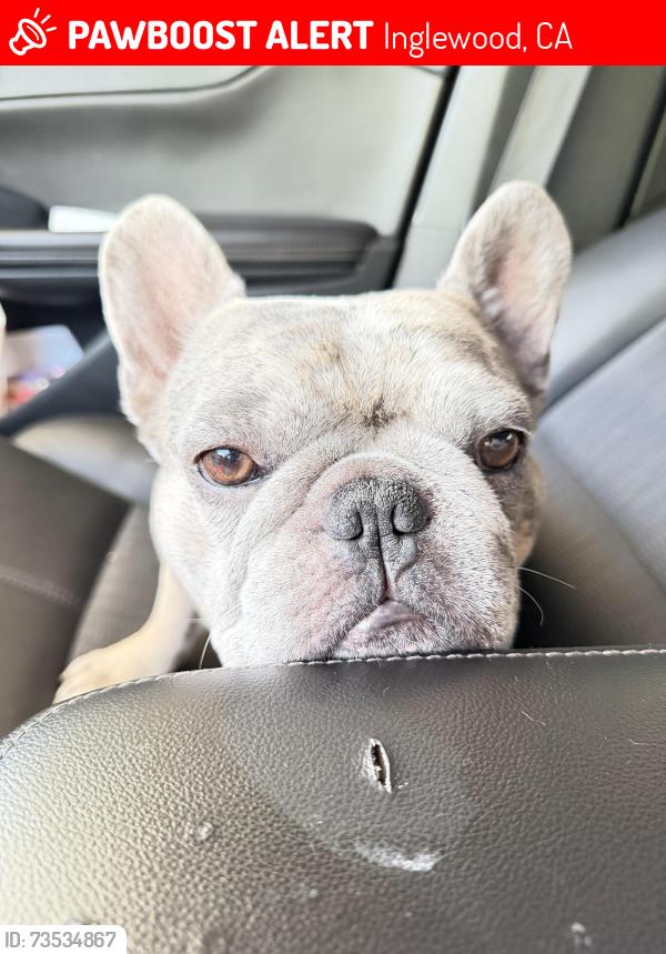Lost Male Dog last seen Century Blvd & Inglewood ave, Inglewood, CA 90304