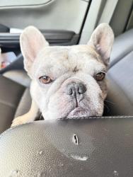 Lost Male Dog last seen Century Blvd & Inglewood ave, Inglewood, CA 90304