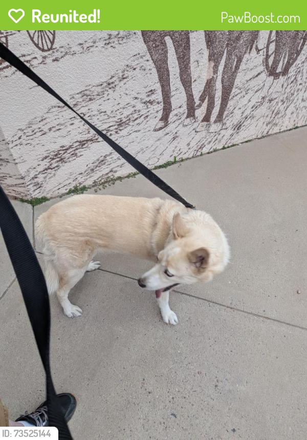 Reunited Female Dog last seen Taylor Ranch and Montano, Albuquerque, NM 87120