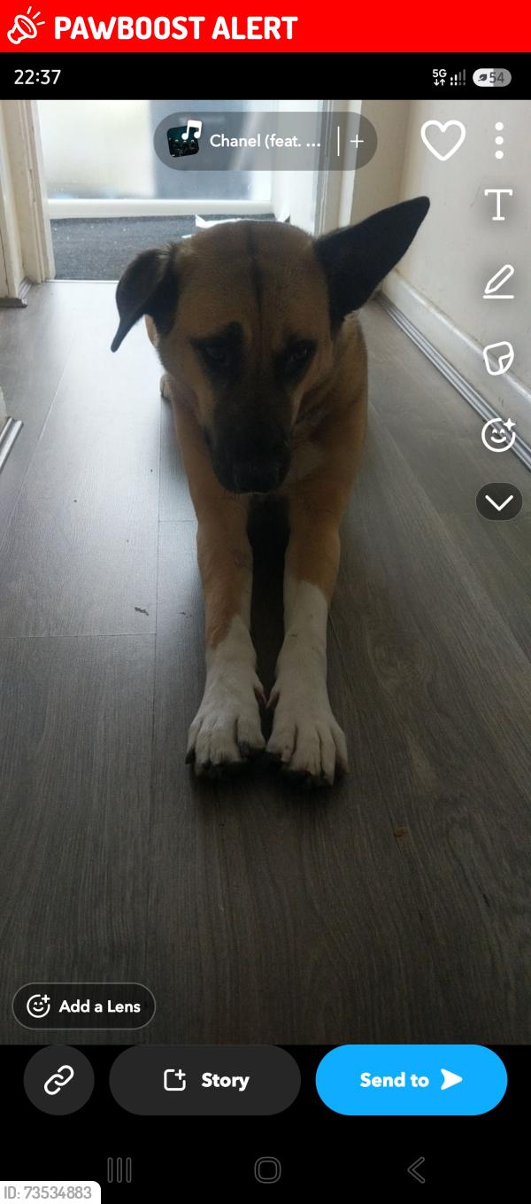 Lost Female Dog last seen chantry road, Handsworth, England 