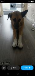Lost Female Dog last seen chantry road, Handsworth, England 