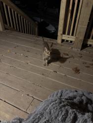 Found/Stray Unknown Cat last seen Black St and Aiken, Pittsburgh, PA 15206