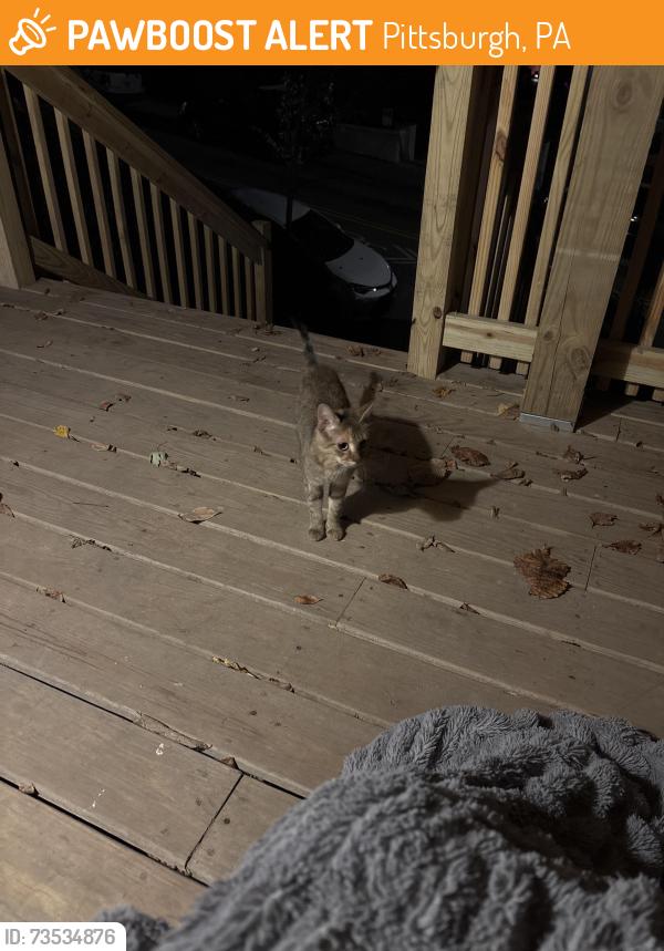 Found/Stray Unknown Cat last seen Black St and Aiken, Pittsburgh, PA 15206