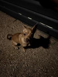 Found/Stray Unknown Dog last seen HEB, San Antonio, TX 78227