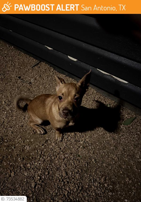 Found/Stray Unknown Dog last seen HEB, San Antonio, TX 78227