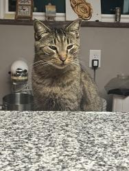 Lost Male Cat last seen Carlyle street, Belleville, Belleville, IL 62221