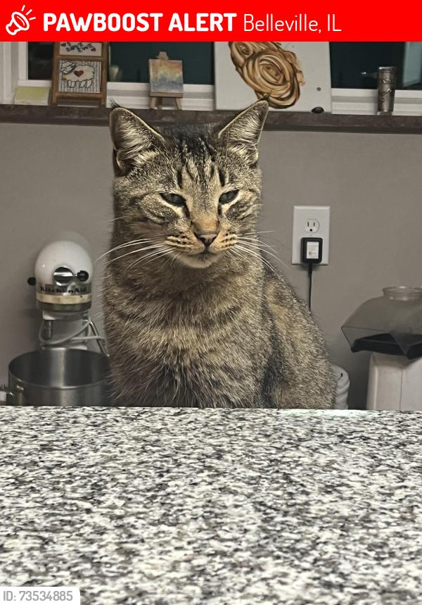 Lost Male Cat last seen Carlyle street, Belleville, Belleville, IL 62221