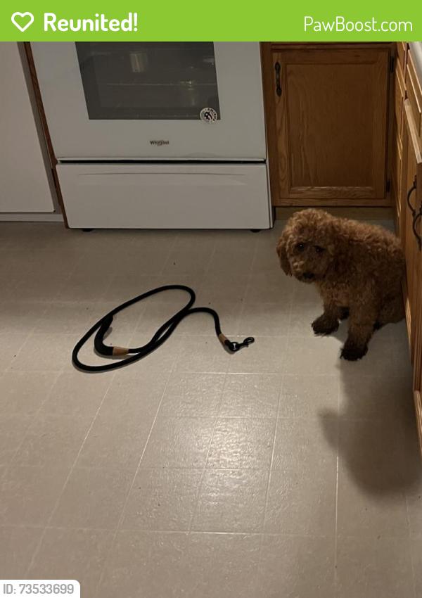 Reunited Female Dog last seen CR4, CR9, CR 109, CR102, Lakeland Rd, Downey St. South Side of Simonton Lake, Elkhart, IN 46514