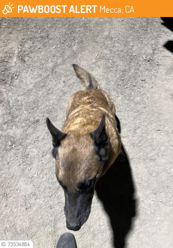 Found/Stray Unknown Dog last seen 68th ave, Mecca, CA 92254