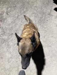 Found/Stray Unknown Dog last seen 68th ave, Mecca, CA 92254