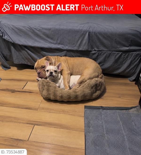 Lost Male Dog last seen Near Procter st, Port Arthur, TX 77642