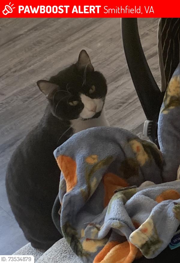 Lost Male Cat last seen The Westerly at Benn’s Grant, Smithfield, VA 23430