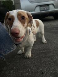 Found/Stray Female Dog last seen In front Targey, Los Angeles, CA 90026