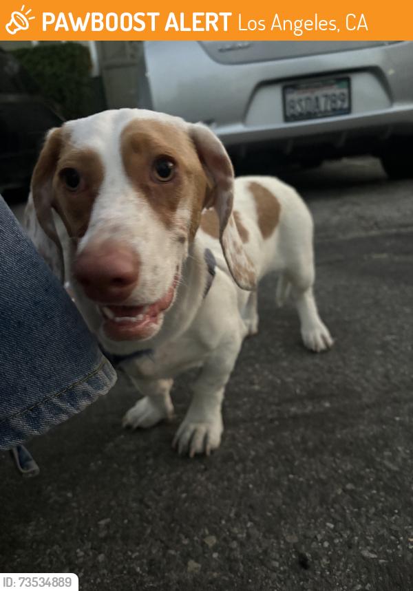 Found/Stray Female Dog last seen In front Targey, Los Angeles, CA 90026
