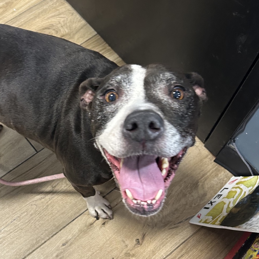 Shelter Stray Female Dog last seen , 124 Evergreen Ave, Newark, NJ 07114, USA