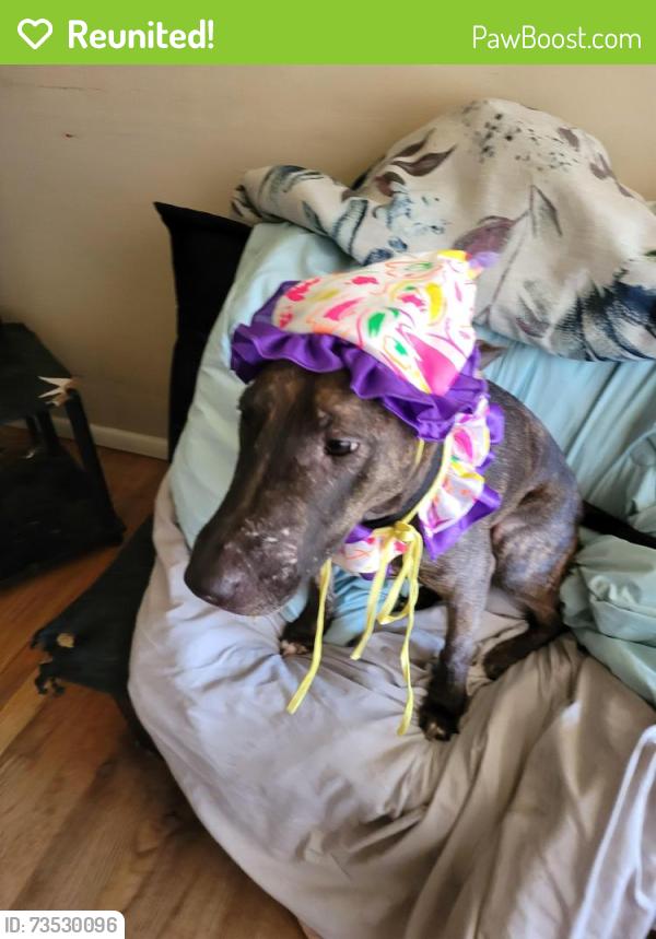 Reunited Female Dog last seen Main st & security, Colorado Springs, CO 80911