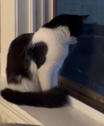 Reunited Unknown Cat last seen Commonwealth, Boston, MA 02135