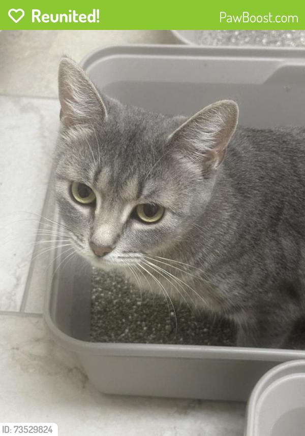 Reunited Female Cat last seen Crossbow and Morningstar, Edmond, OK 73034