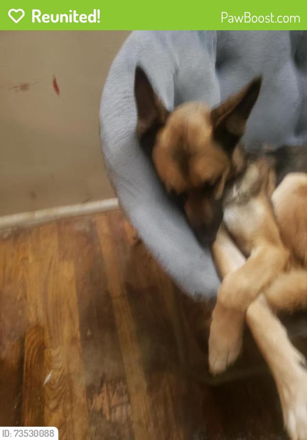 Reunited Male Dog last seen Main st & security, Colorado Springs, CO 80911