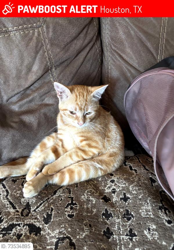 Lost Male Cat last seen Guywood St, Houston, TX 77040