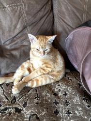 Lost Male Cat last seen Guywood St, Houston, TX 77040