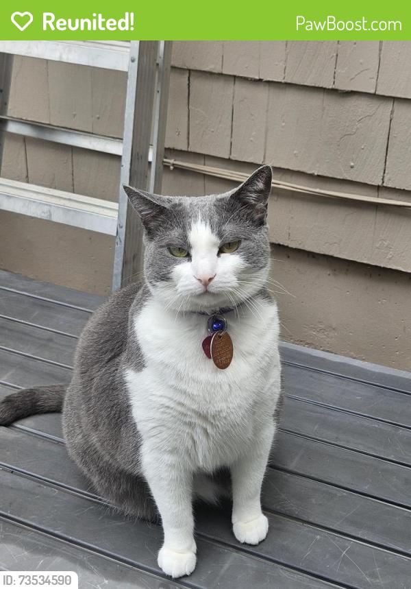 Reunited Female Cat last seen Wornall road, Kansas City, MO 64114