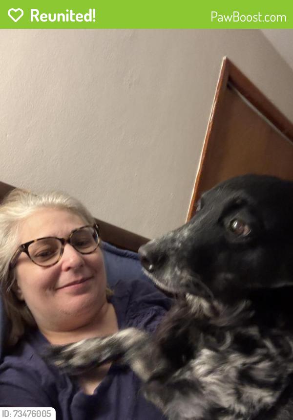 Reunited Female Dog last seen Fairview ave, Urbana, IL 61801