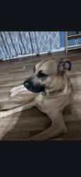 Reunited Female Dog last seen Jones rd tree farm, Macon, GA 31216