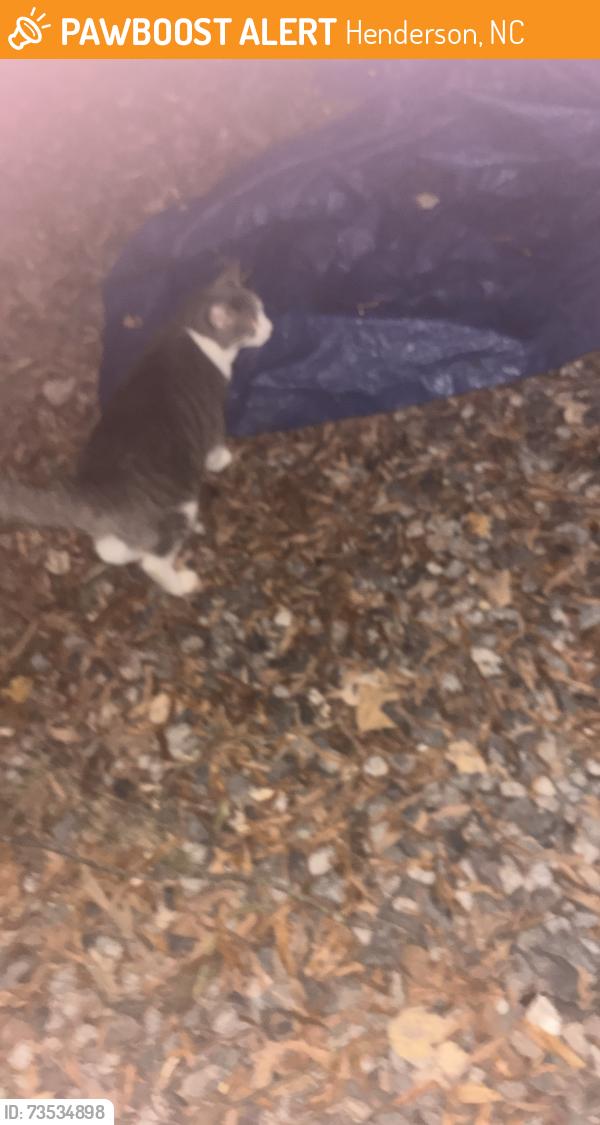Found/Stray Unknown Cat last seen Pinewood drive Henrico Va, Henderson, NC 27536