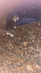 Found/Stray Unknown Cat last seen Pinewood drive Henrico Va, Henderson, NC 27536